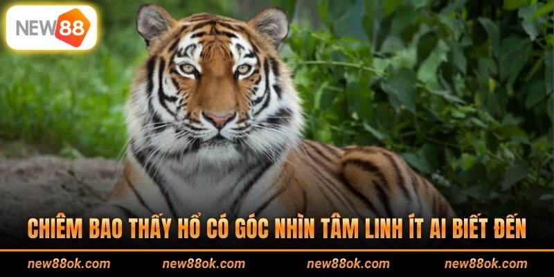 Chiêm bao thấy hổ có góc nhìn tâm linh ít ai biết đến